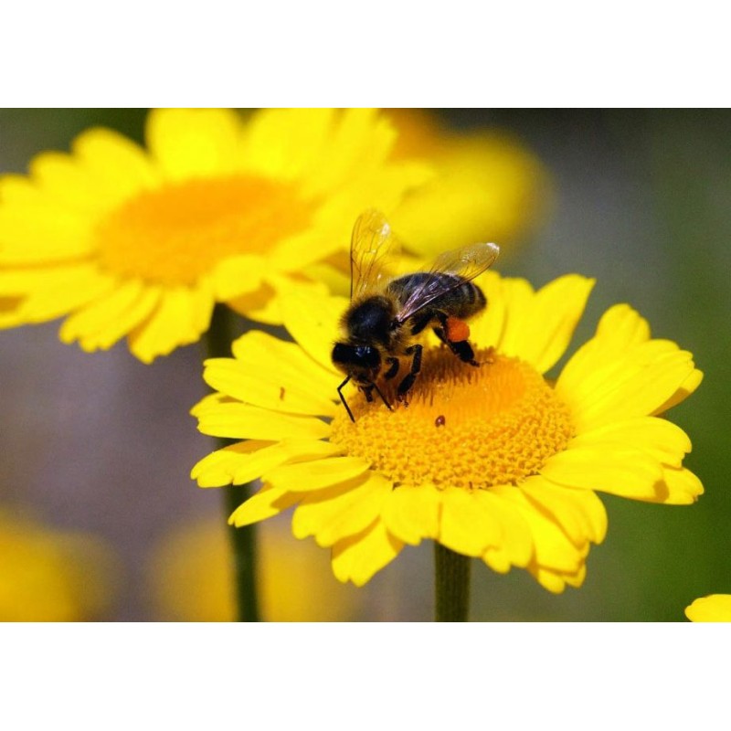 Magnet "abeille sur fleur" 53*78mm