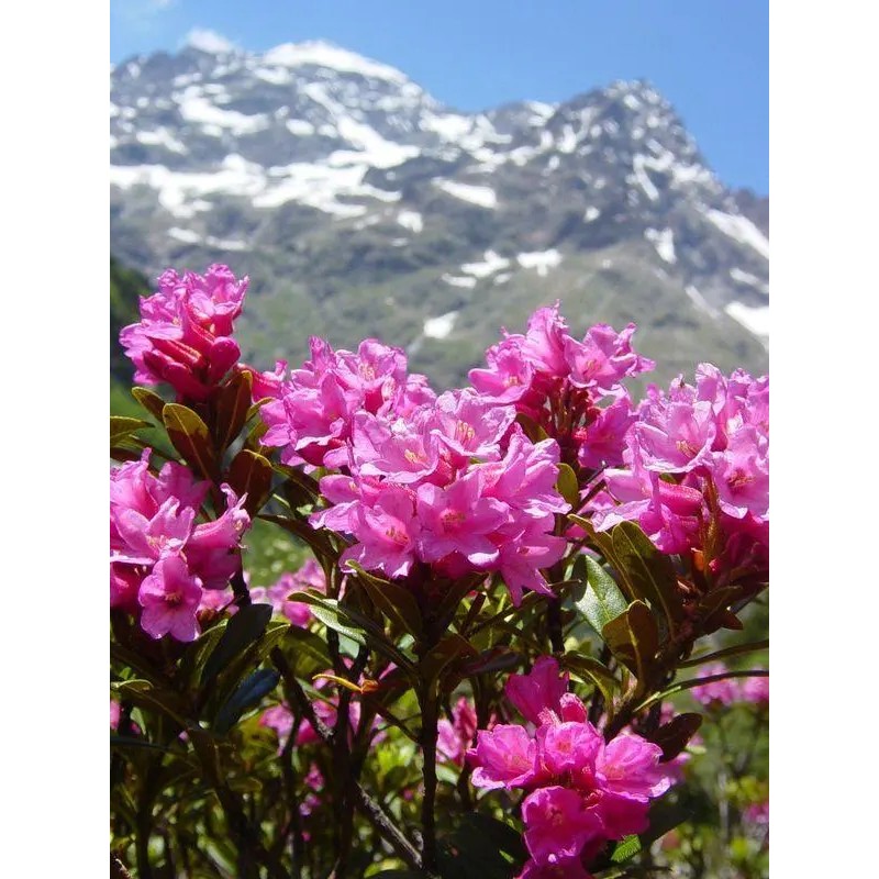 Miel de Rhododendron