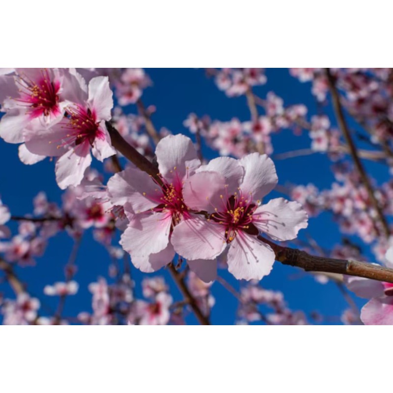 Miel d'Amandier - Atelier des abeilles