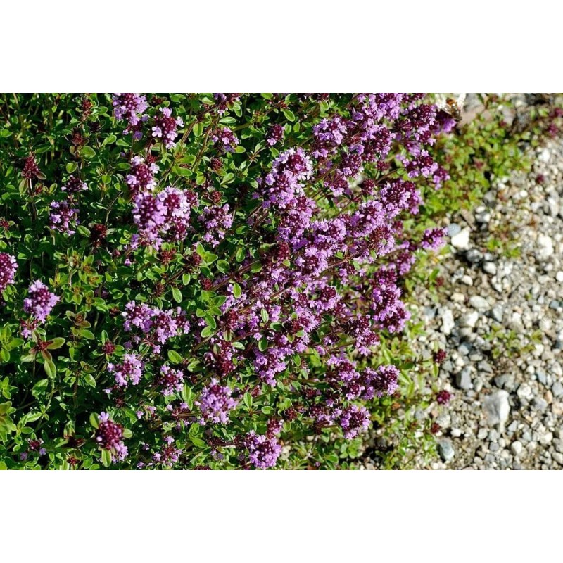 Miel de thym BIO - Atelier des abeilles