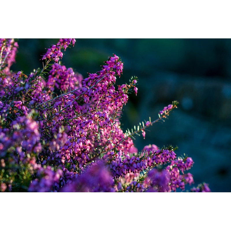 Miel de Bruyère Callune - Atelier des abeilles