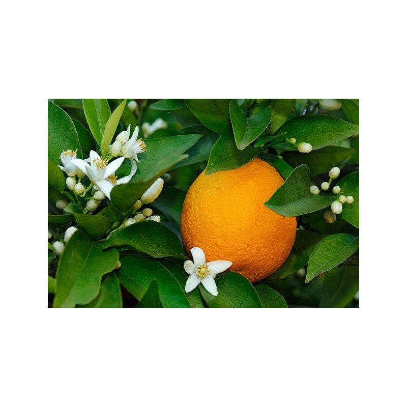 Miel d'Oranger - Atelier des abeilles