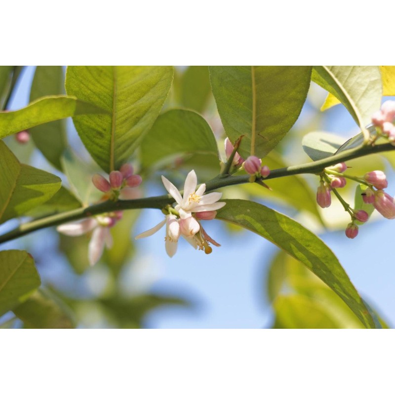 Miel de Citronnier - Atelier des abeilles