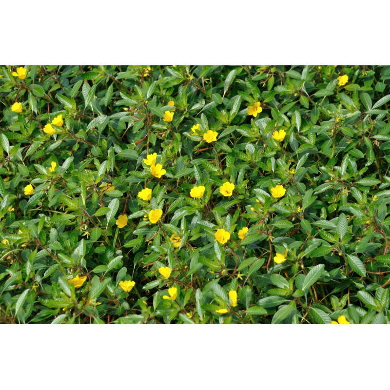 Miel de Jussie nantais - Atelier des abeilles