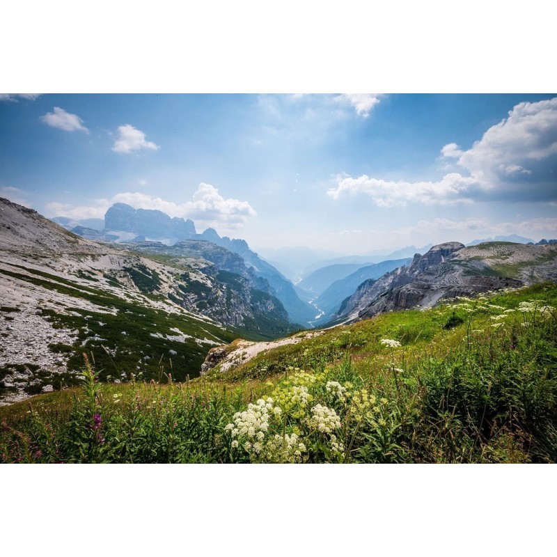 Miel de montagne - Atelier des abeilles