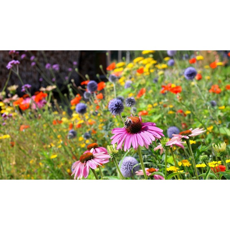 Miel de fleurs d'été nantais (crémeux) - Atelier des abeilles