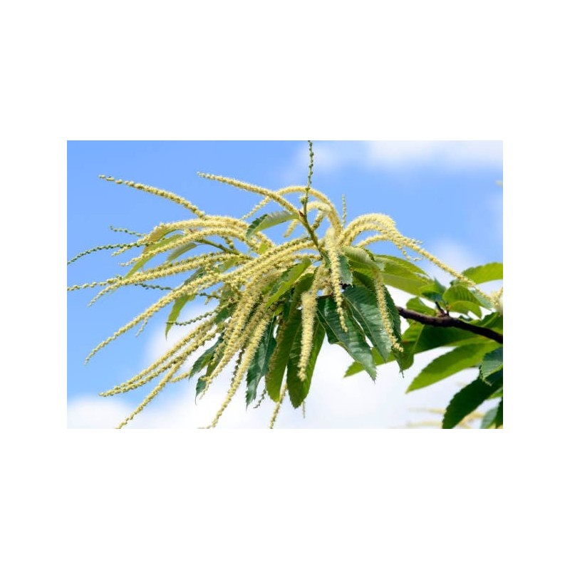 Miel de Châtaignier - Atelier des abeilles