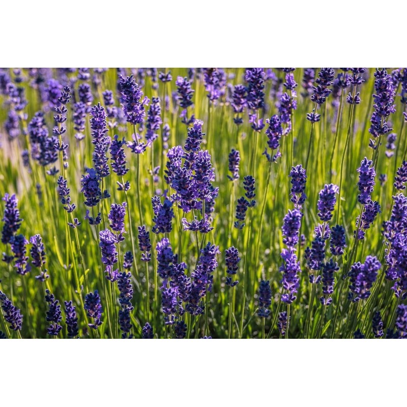 Miel de Lavande - Atelier des abeilles