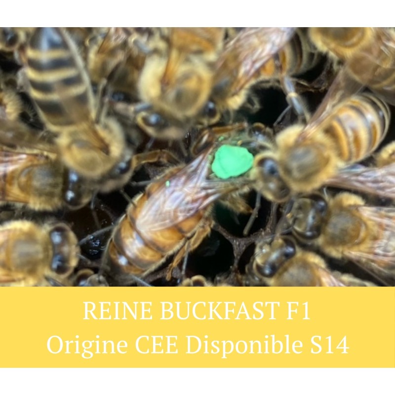 Reine type FRERE ADAM