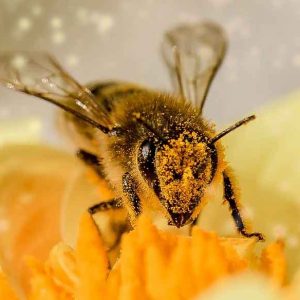 Nourir les abeilles