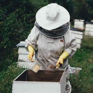 Le travail au rucher